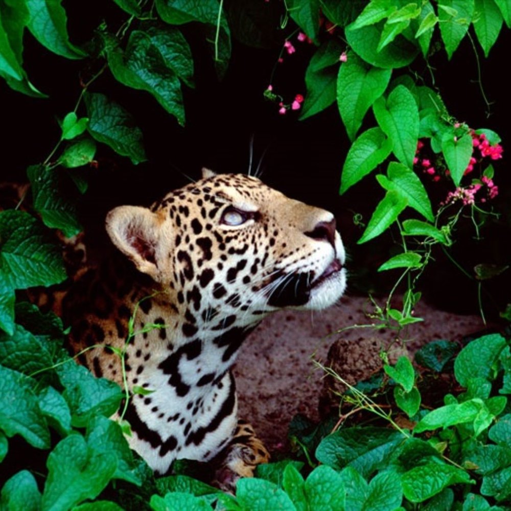 Meet your Posher, Pauline